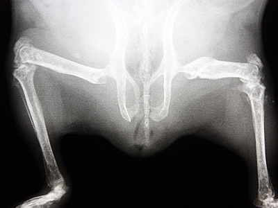 Osteodystrophie bei Meerschweinchen