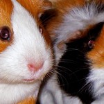 Meerschweinchen Rufbarkeit