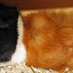 Meerschweinchen Tierhaltung und der Mietvertrag