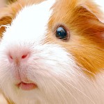 Der Meerschweinchenkäfig