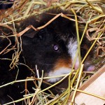 Meerschweinchen Heuraufe