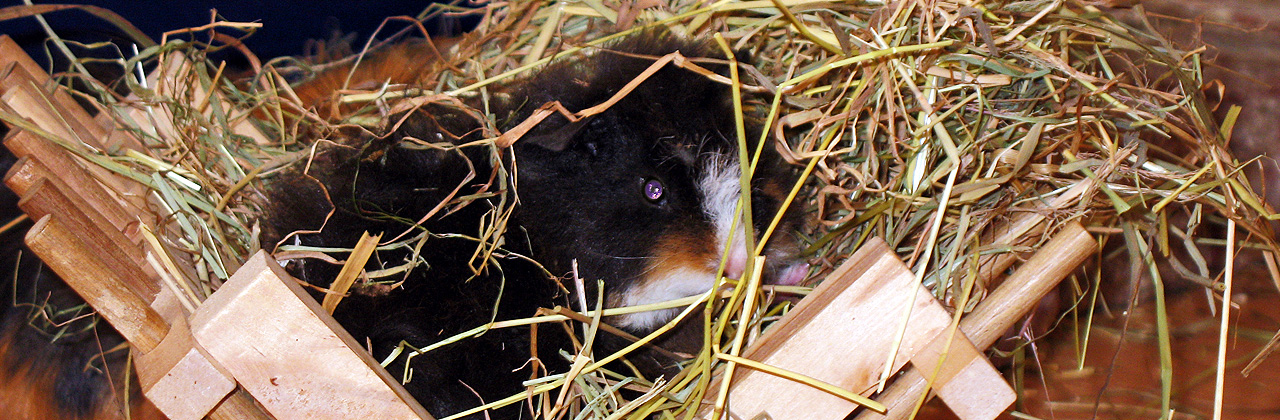 Heuraufe für Meerschweinchen