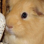 Salzleckstein für Meerschweinchen