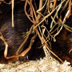Meerschweinchen Stress