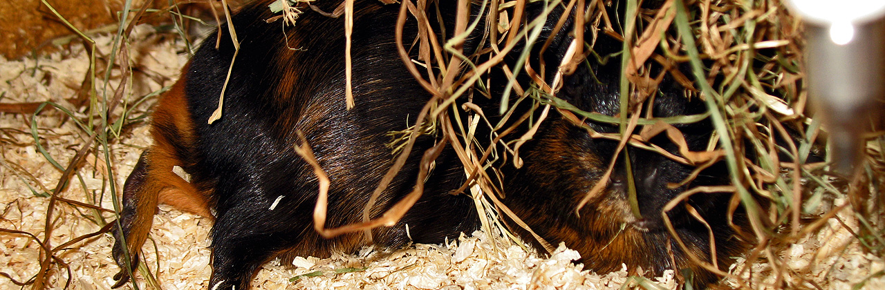 Stress bei Meerschweinchen