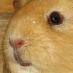 Irrtümer über Meerschweinchen