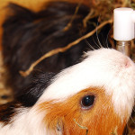 Meerschweinchen Wassertränke