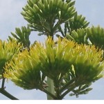 Agave - Pablo Alberto Salguero Quiles CC BY-SA 3.0, https://commons.wikimedia.org/w/index.php?curid=56326