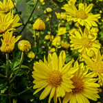 Chrysanteme - Von Joydeep, CC BY-SA 3.0, https://commons.wikimedia.org/w/index.php?curid=20280104