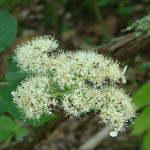 Hortensie - Von chris - wild hydrangea, CC BY 2.0, https://commons.wikimedia.org/w/index.php?curid=2386121