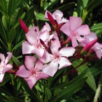 Oleander - Von Alvesgaspar - Eigenes Werk, CC BY 2.5, https://commons.wikimedia.org/w/index.php?curid=2190478