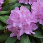 Rhododendron - Von Philipp Guttmann - Eigenes Werk, CC BY-SA 3.0, https://commons.wikimedia.org/w/index.php?curid=19687044