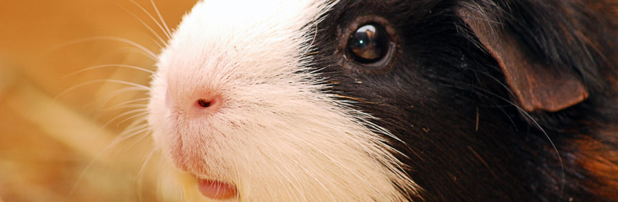 meerschweinchen krankheiten bilder