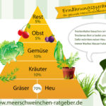 Ernährungspyramide für Meerschweinchen