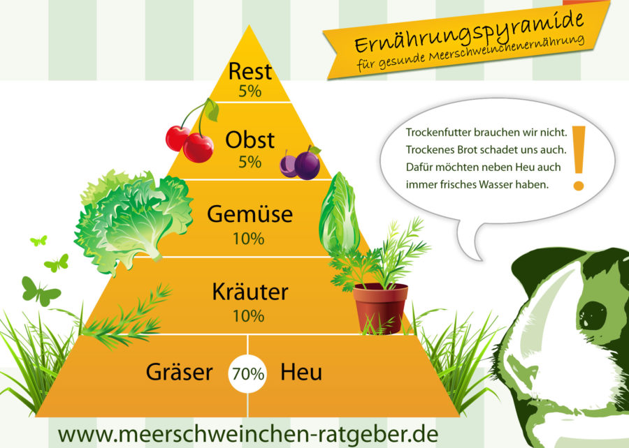 Ernährungspyramide für Meerschweinchen