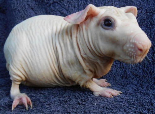 Junges Baldwin kurz vor dem Verlust seiner letzten Tasthaare (Bild: Guinea Pig Heaven)