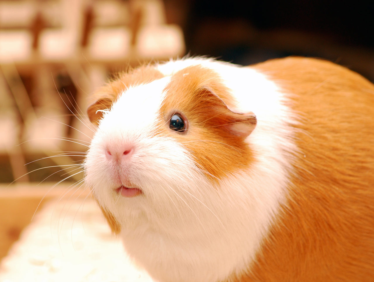 Meerschweinchen Ratgeber Hilfe, Tipps und Tricks zur Haltung! Meerschweinchen Ratgeber