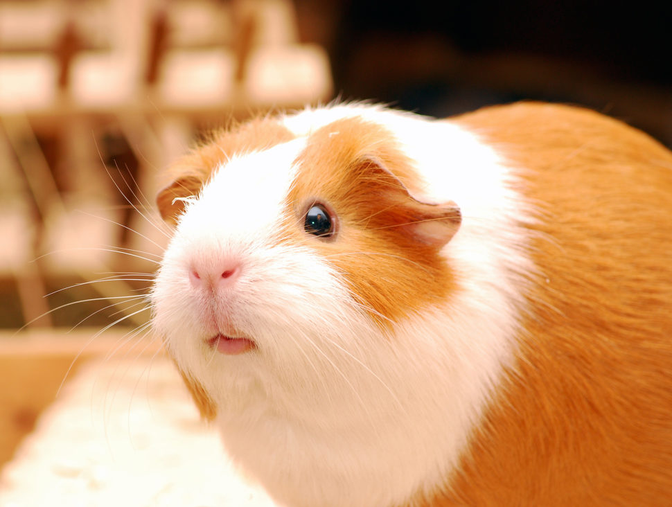 Meerschweinchen Liegt Auf Der Seite Und Zuckt Meerschweinchen Ratgeber: Hilfe, Tipps und Tricks zur Haltung