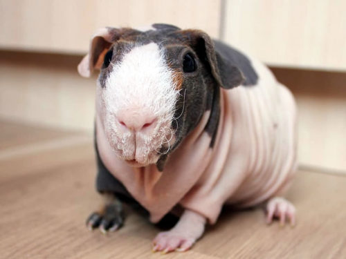 Keine nackte Qualzucht, sondern ein gesundes Skinny Pig mit Restbehaarung (Foto: Elisabeth Moussouni)