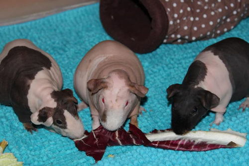 Geräumiges Gehege, gesundes Futter und die Gesellschaft von Artgenossen: Skinny Pigs sind normale Meerschweinchen mit denselben Bedürfnissen wie ihre behaarten Artgenossen (Bild: Elisabeth Moussouni) 