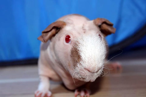 Unterbehaartes Skinny Pig mit „Nasenpush“ (Bild: Elisabeth Moussouni)