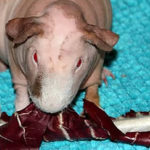 Skinny Pigs sind normale Meerschweinchen