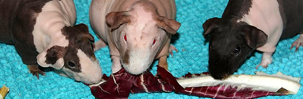 Skinny Pigs sind normale Meerschweinchen