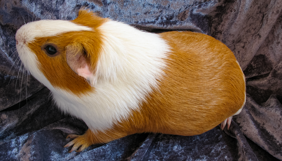 Wie Oft Muss Man Meerschweinchen Die Krallen Schneiden Krallen schneiden beim Meerschweinchen: So geht's! : Meerschweinchen