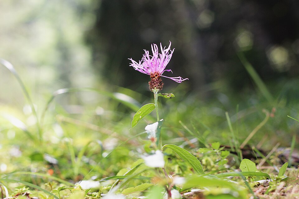 Wiesen-Flockenblume - Von Steinsplitter - CC BY-SA 3.0, https://commons.wikimedia.org/wiki/File:Wiesen-Flockenblume_(Centaurea_jacea)_1.jpg