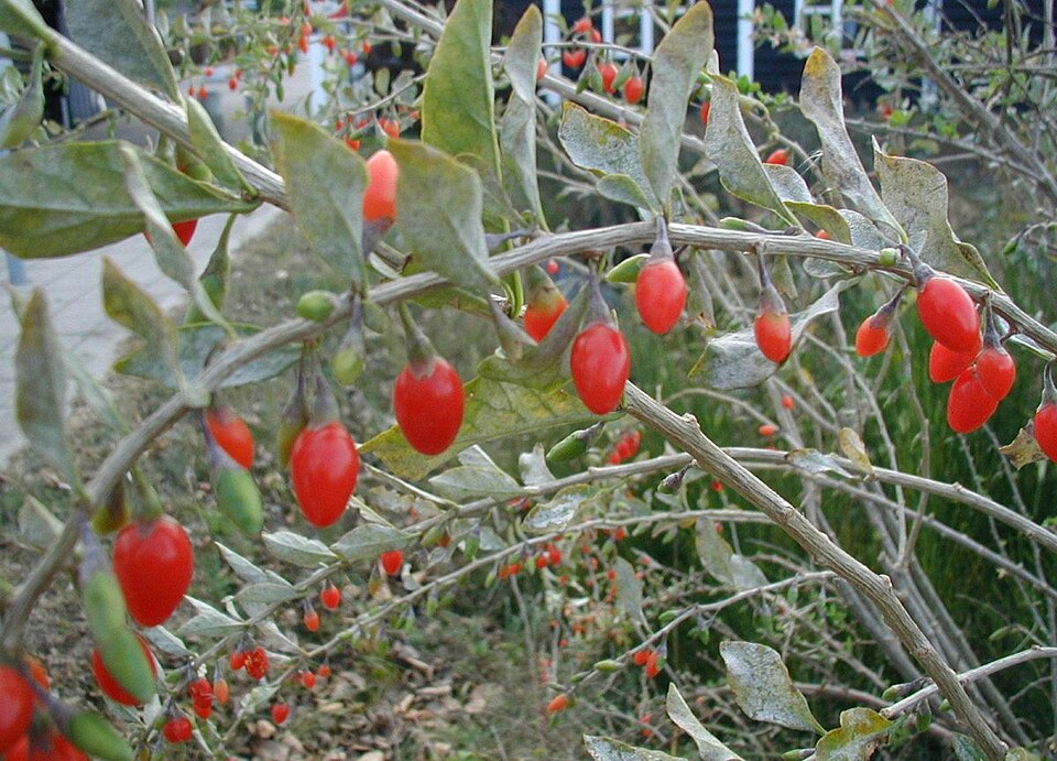Gemeiner Bocksdorn - Von Sten Porse - CC BY-SA 3.0, https://commons.wikimedia.org/wiki/File:Lycium-barbarum-fruits.JPG