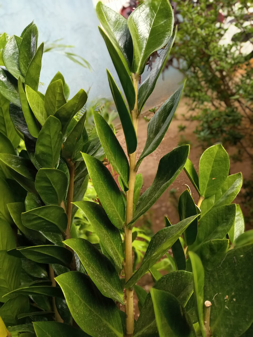 Zamioculcas - Von Muago - CC0, https://commons.wikimedia.org/wiki/File:Millonaria_(Zamioculcas_zamiifolia).jpg