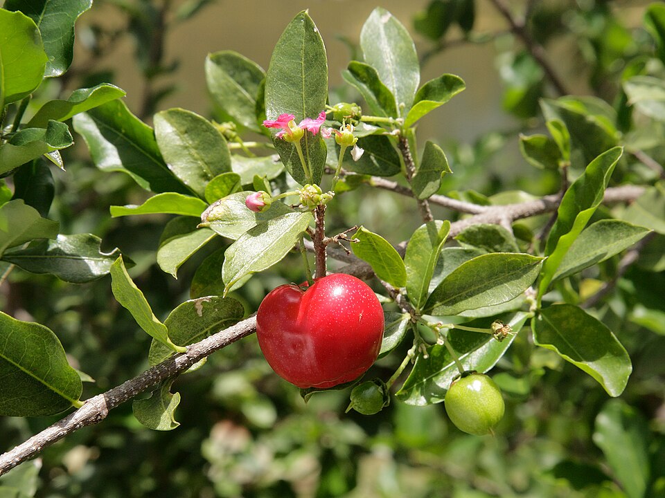 Acerola - Von Eric Gaba ( Sting - fr:Sting ) - CC BY-SA 3.0, https://commons.wikimedia.org/wiki/File:Malpighia_glabra_blossom_and_fruit.jpg