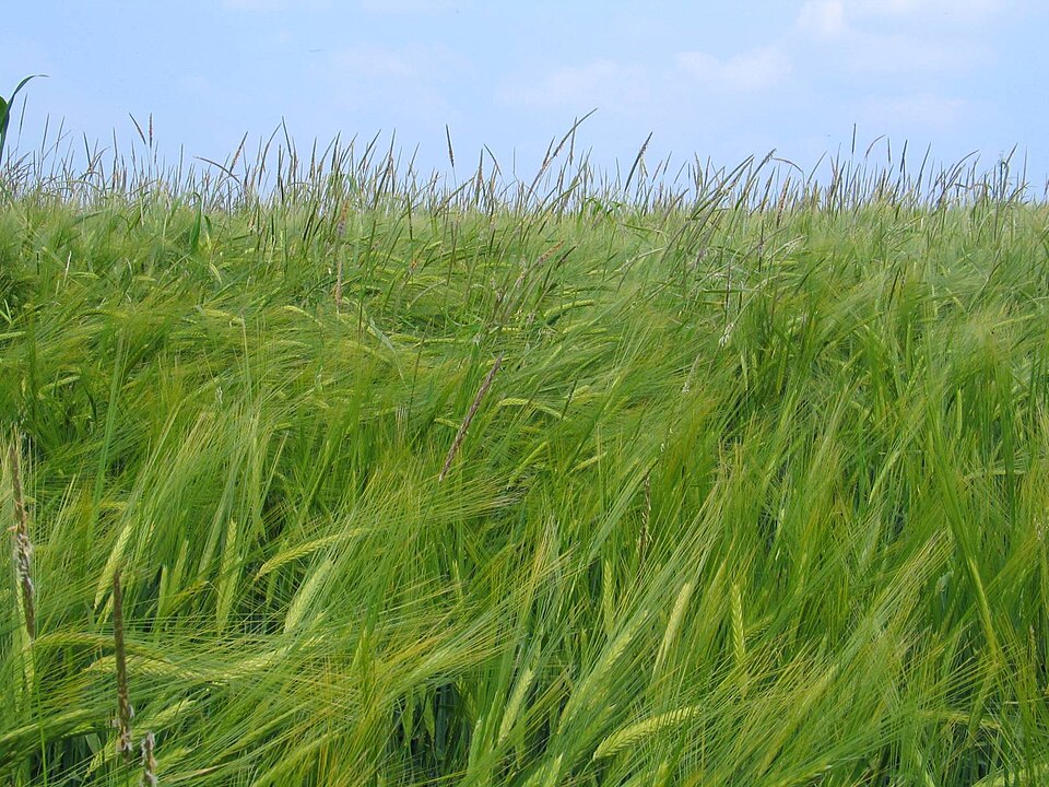 Acker-Fuchsschwanzgras - Von Oliver Macdonald Maccheek - CC BY-SA 3.0, https://commons.wikimedia.org/wiki/File:Alopecurus_myosuroides_in_Barley1.jpg