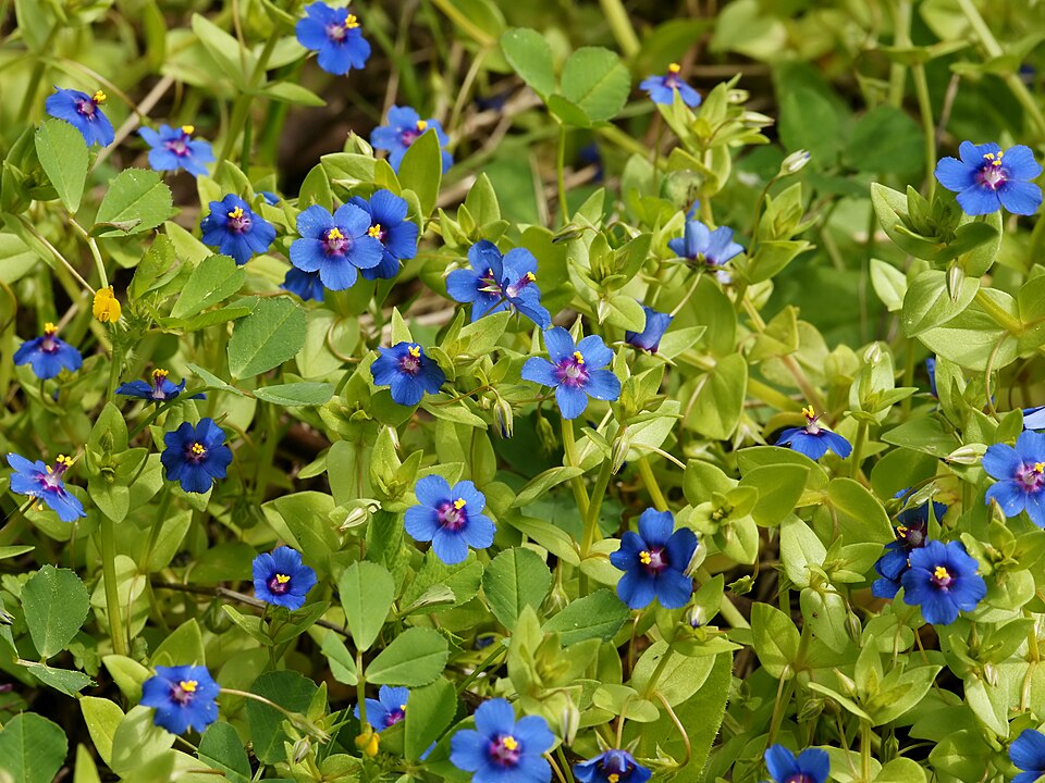 Acker-Gauchheil - Von Hans Hillewaert - CC BY-SA 3.0, https://commons.wikimedia.org/wiki/File:Anagallis_arvensis_(habitus).jpg