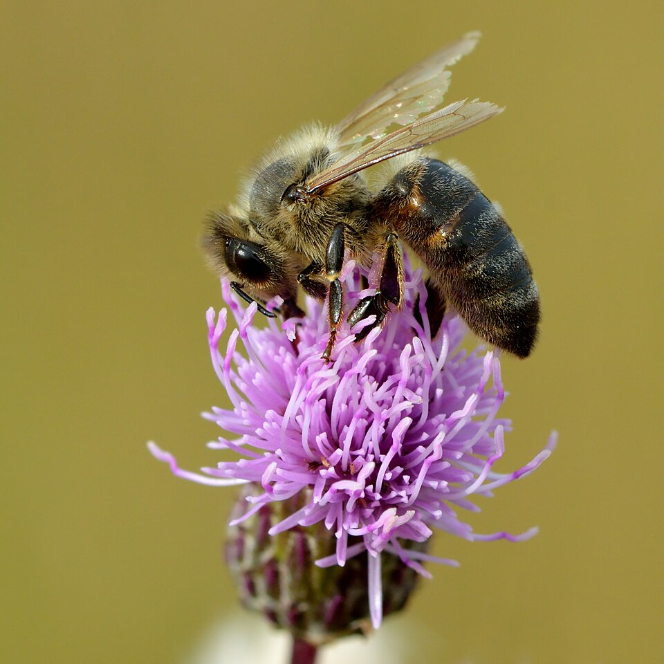 Acker-Kratzdistel - Von Ivar Leidus - CC BY-SA 4.0, https://commons.wikimedia.org/wiki/File:Apis_mellifera_-_Cirsium_arvense_-_Keila.jpg