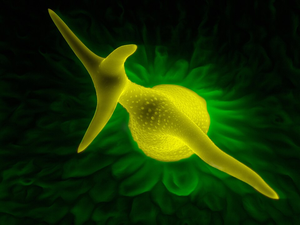 Acker-Schmalwand - Von Heiti Paves - CC BY-SA 3.0, https://commons.wikimedia.org/wiki/File:Mrlooga_(Arabidopsis_thaliana)_lehekarv_(trihhoom)_311_0802.JPG