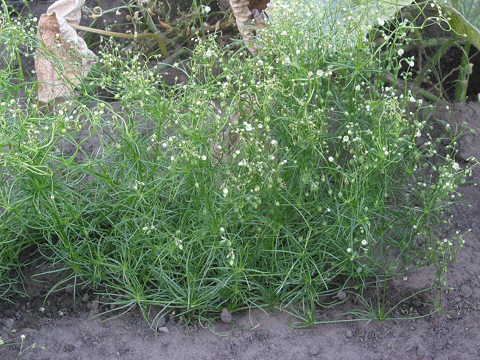Acker-Spark - Von Rasbak - CC BY-SA 3.0, https://commons.wikimedia.org/wiki/File:Gewone_spurrie_plant_Spergula_arvensis.jpg