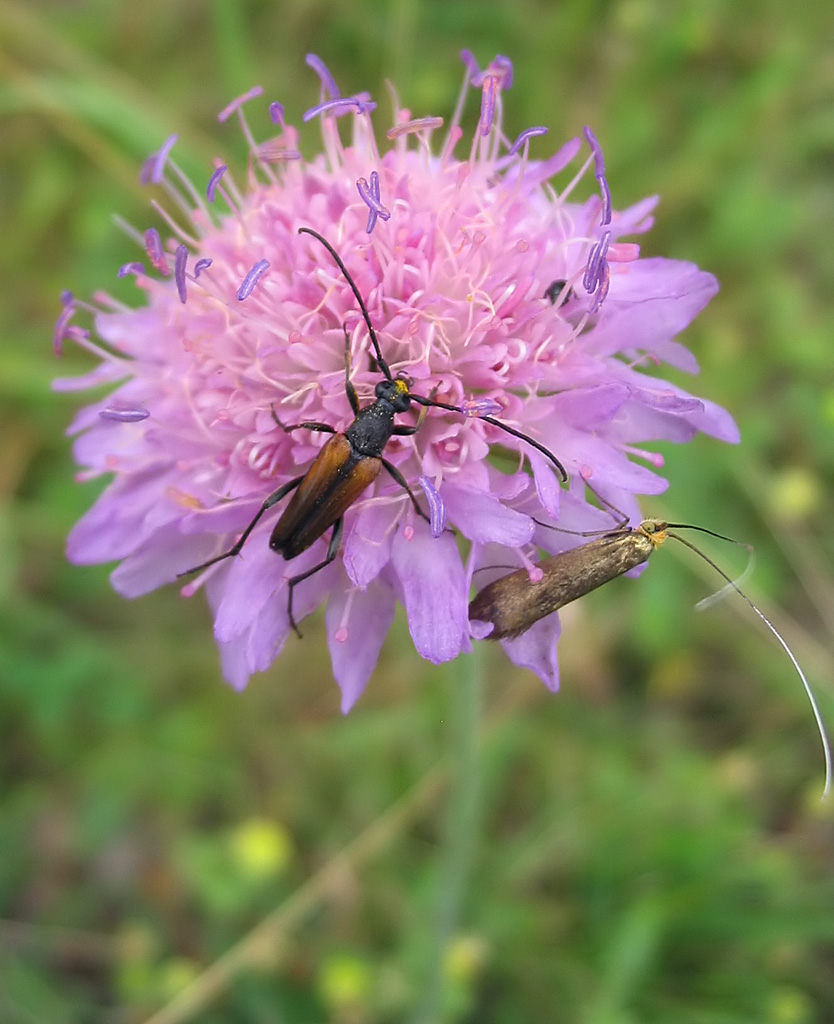Acker-Witwenblume - Von Darkone - CC BY-SA 2.0, https://commons.wikimedia.org/wiki/File:Acker-Witwenblume_Knautia_arvensis.jpg