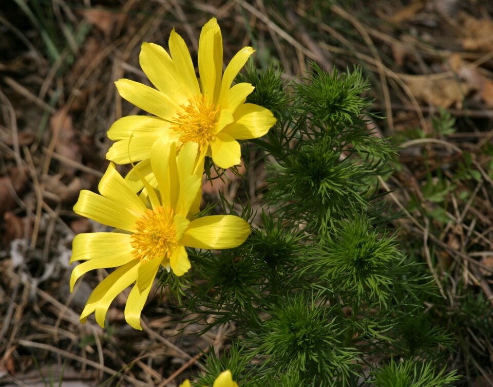 Adonisröschen - Von Martin Bahmann - CC BY-SA 3.0, https://commons.wikimedia.org/wiki/File:Adonis_vernalis_gonsenheim.jpg