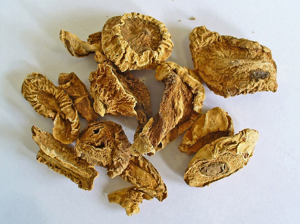 Afrikanische Teufelskralle - Von H. Zell - CC BY-SA 3.0, https://commons.wikimedia.org/wiki/File:Harpagophytum_procumbens_001.JPG