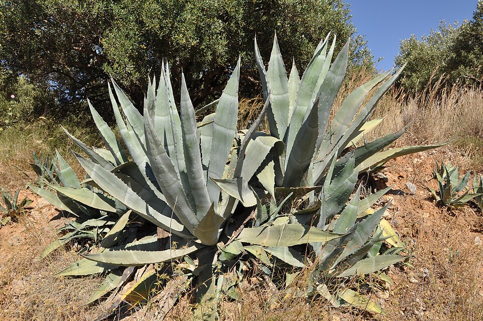 Agave - Von Marc Ryckaert ( MJJR ) - CC BY-SA 3.0, https://commons.wikimedia.org/wiki/File:Agave_americana_R01.jpg
