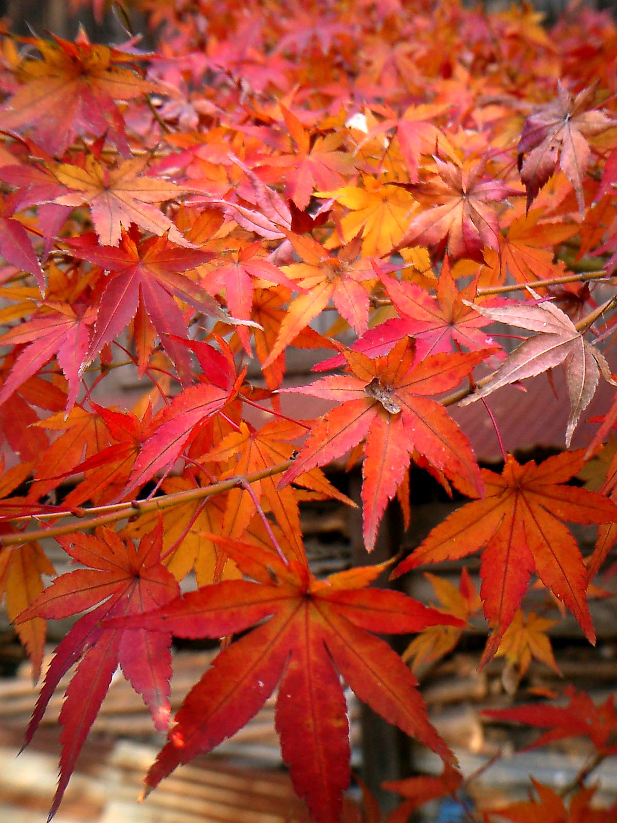 Ahorn - Von Tomomarusan - CC BY-SA 3.0, https://commons.wikimedia.org/wiki/File:Leaves_of_Acer_palmatum_(2005).jpg