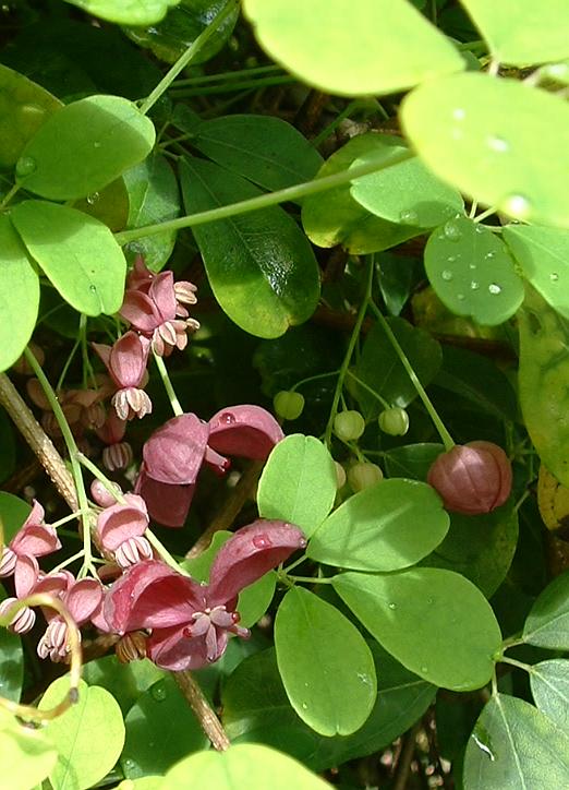 Akebia - Von Wikimedia Commons - CC BY-SA 3.0, https://commons.wikimedia.org/wiki/File:Akebia_quinata02.jpg