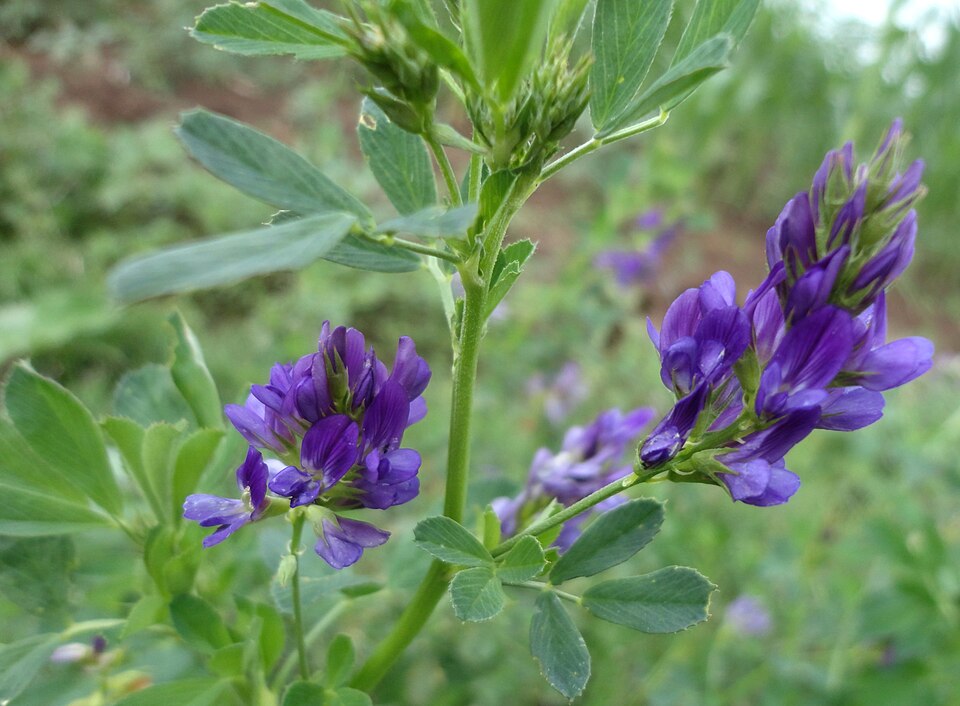 Alfalfa - Von Juan Carlos Fonseca Mata - CC BY-SA 4.0, https://commons.wikimedia.org/wiki/File:Alfalfa_(Medicago_sativa)_I.jpg
