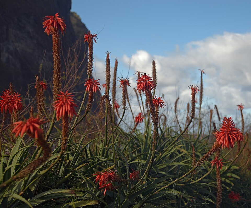 Aloe Vera - Von Ввласенко - CC BY-SA 3.0, https://commons.wikimedia.org/wiki/File:Aloe_Vera_in_January._Madeira,_Portugal.jpg