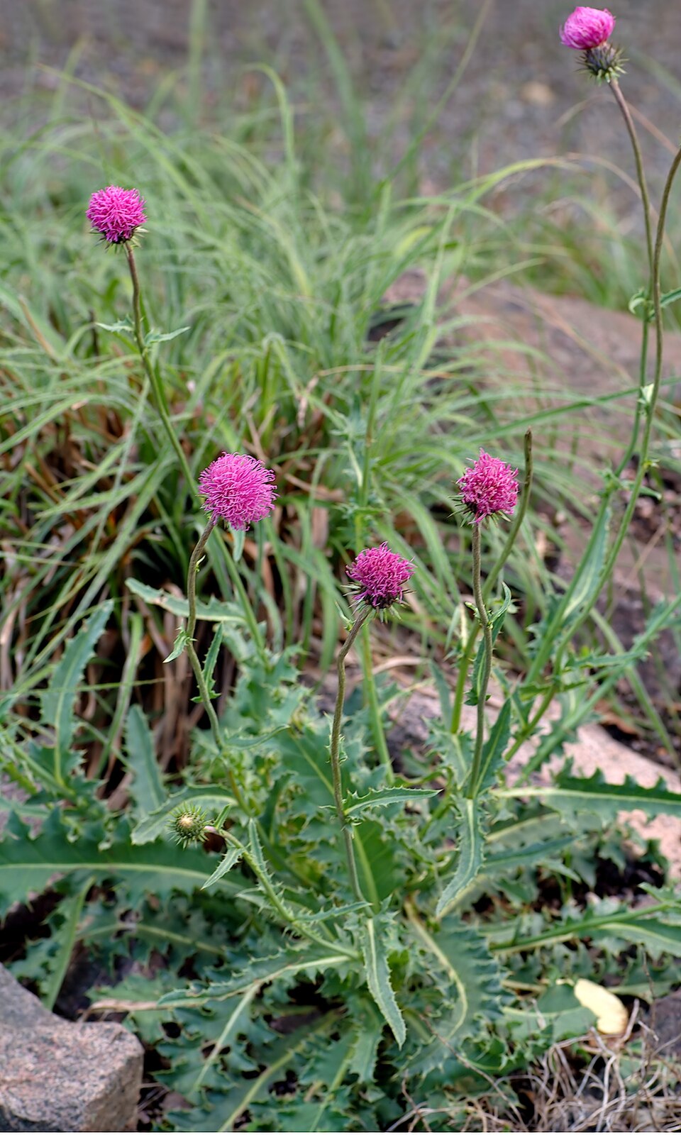 Alpen-Distel - Von André Karwath aka Aka - CC BY-SA 2.5, https://commons.wikimedia.org/wiki/File:Carduus_defloratus_(aka).jpg