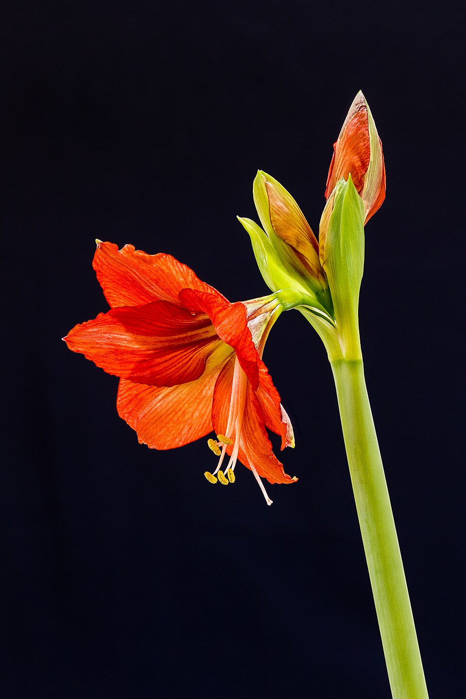 Amaryllis - Von Agnes Monkelbaan - CC BY-SA 4.0, https://commons.wikimedia.org/wiki/File:Amaryllis_(Hippeastrum)_18-01-2025._(actm.)_02.jpg