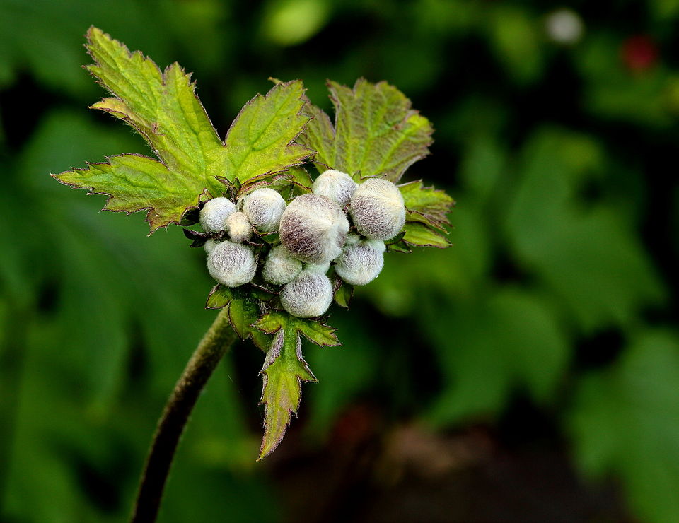 Anemone - Von Dominicus Johannes Bergsma - CC BY-SA 3.0, https://commons.wikimedia.org/wiki/File:Anemone_tomentosa_Albadura_01.JPG