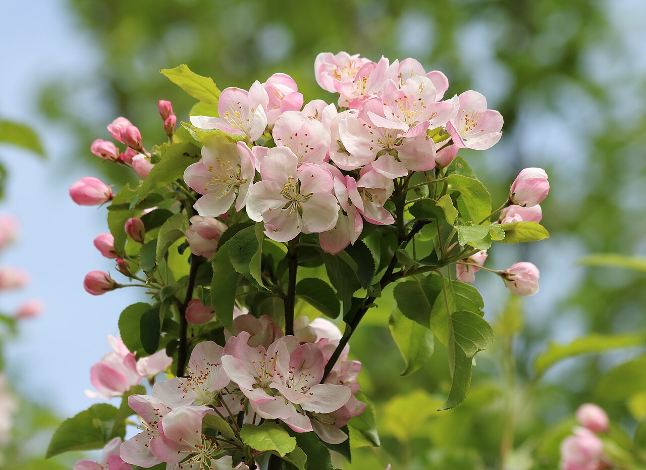 Apfelbaum - Von George Chernilevsky - Public domain, https://commons.wikimedia.org/wiki/File:Apple-tree_blossoms_2017_G3.jpg