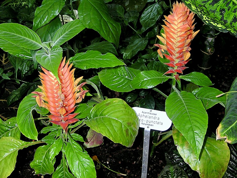 Aphelandra - Von NasserHalaweh - CC BY-SA 4.0, https://commons.wikimedia.org/wiki/File:Acanthaceae_Aphelandra_fuscopunctata_1.jpg